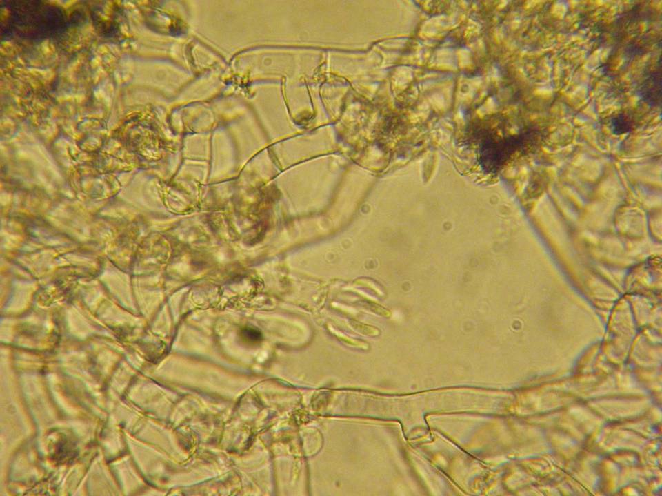 Botryobasidium obtusisporum image