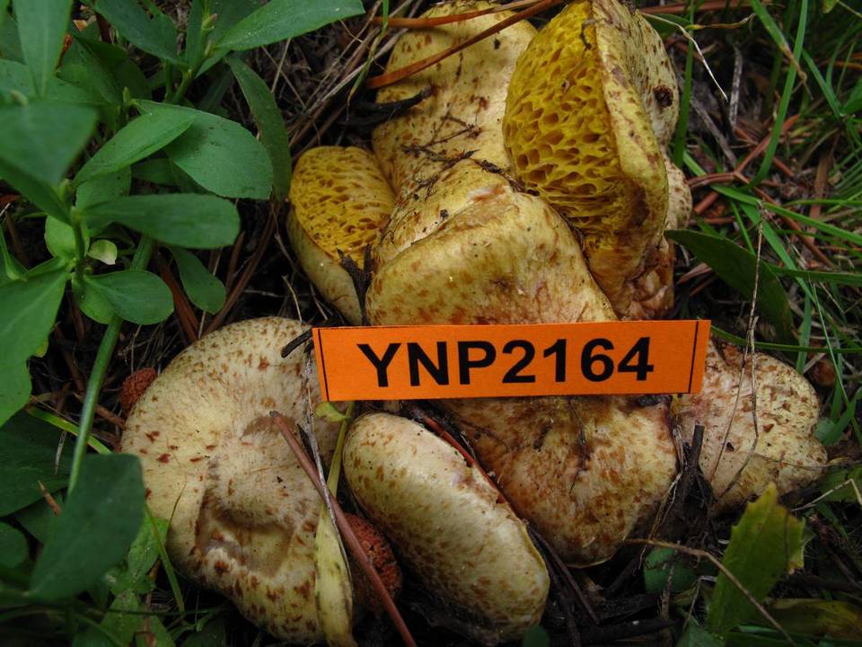 Suillus megaporinus image