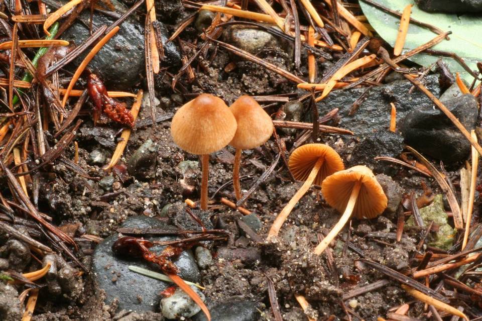 Conocybe dumetorum image