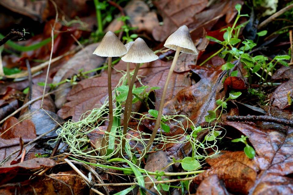 Mycena stannea image