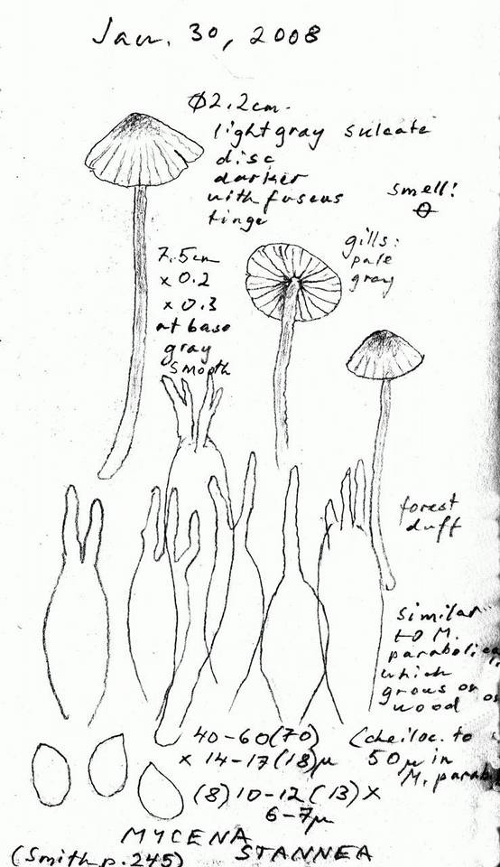 Mycena stannea image