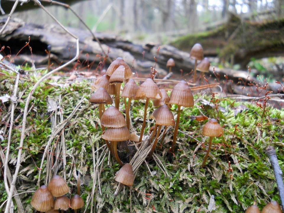 Mycena stipata image