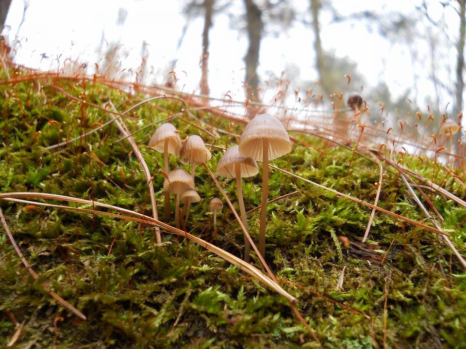 Mycena stipata image