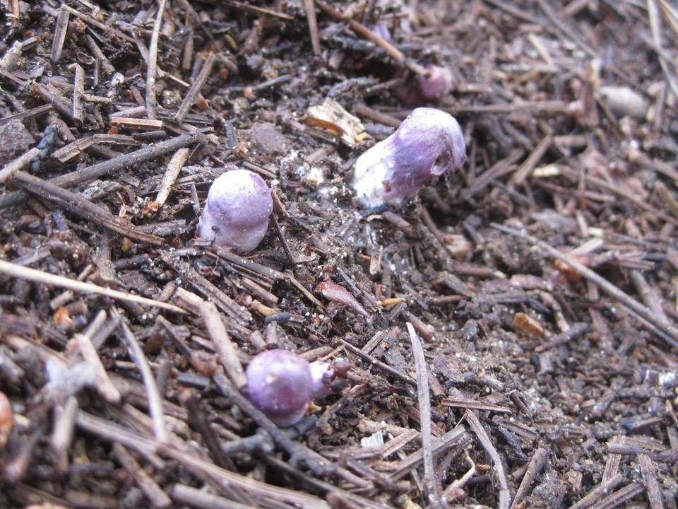 Inocybe ionocephala image