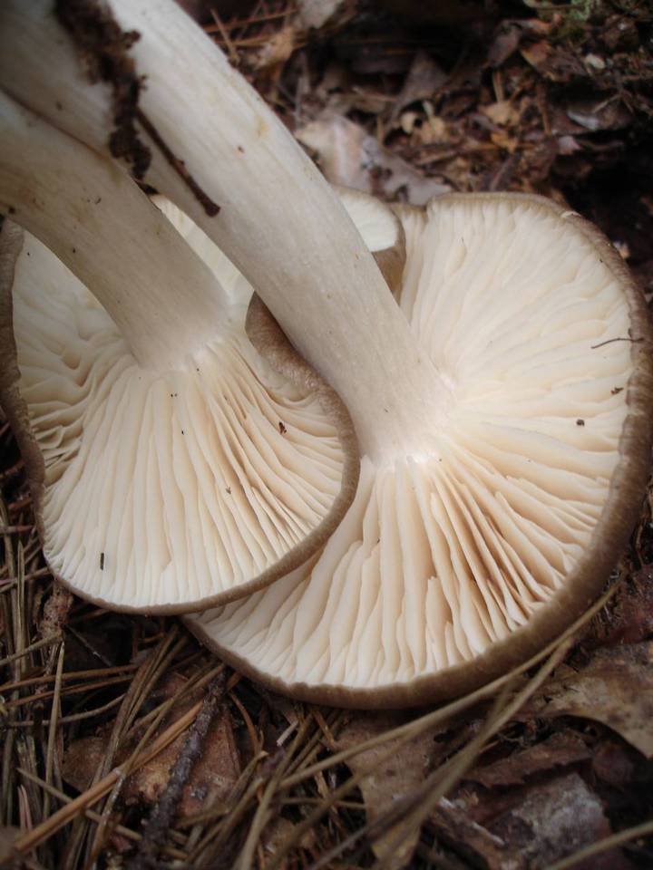 Megacollybia rodmani image