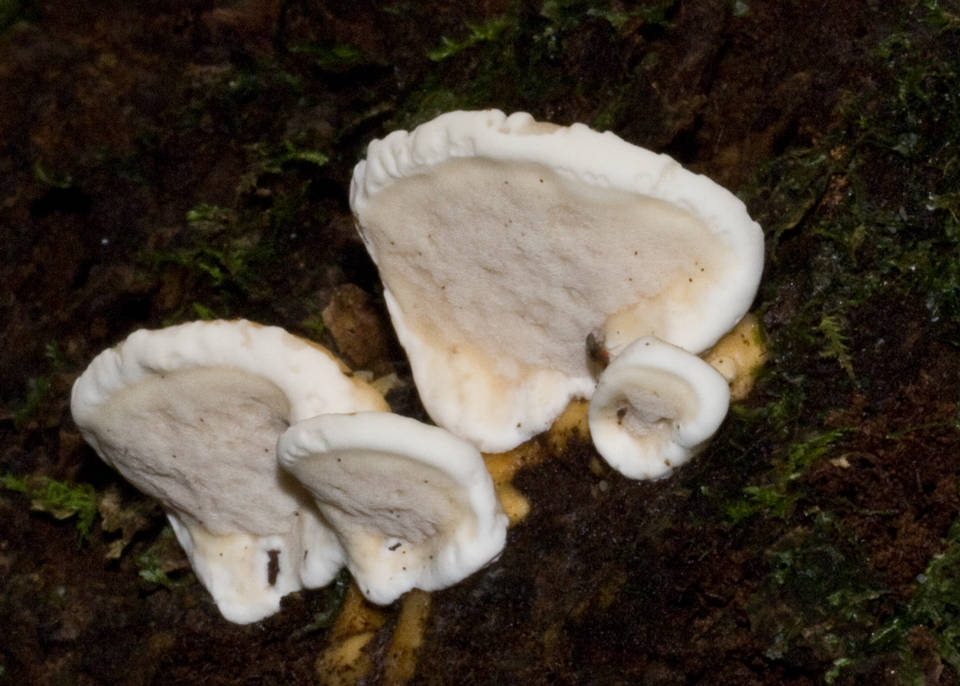 Rigidoporus laetus image