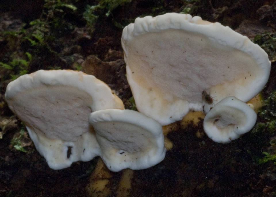 Rigidoporus laetus image