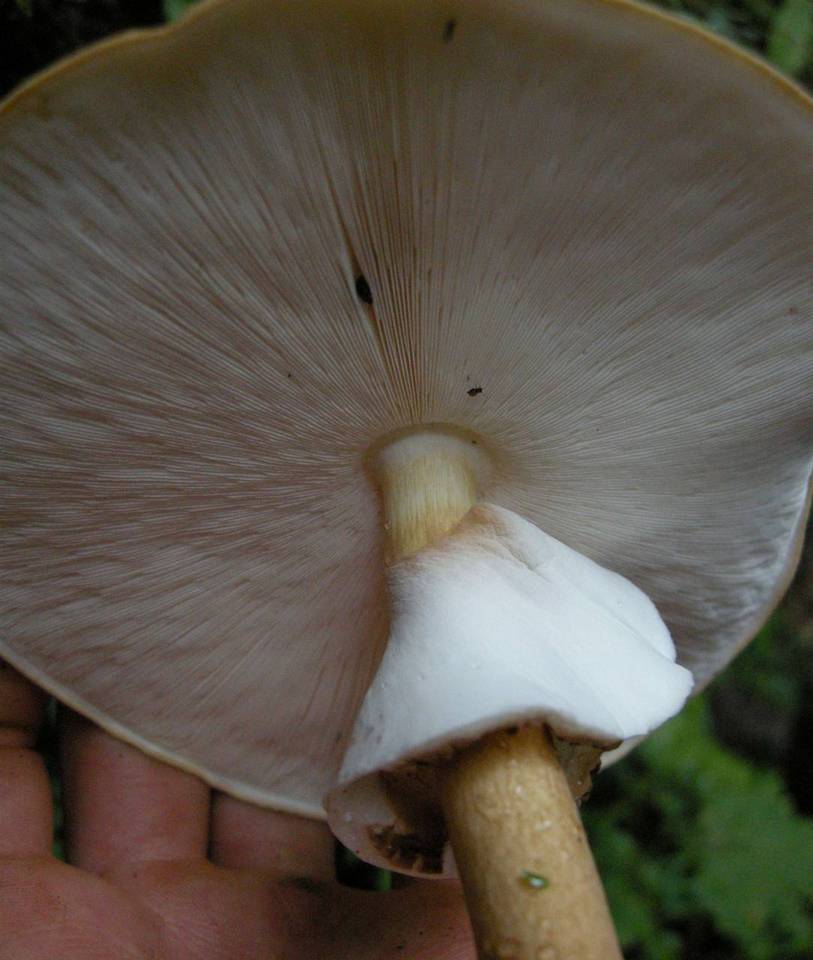 Echinoderma hemisclerum image