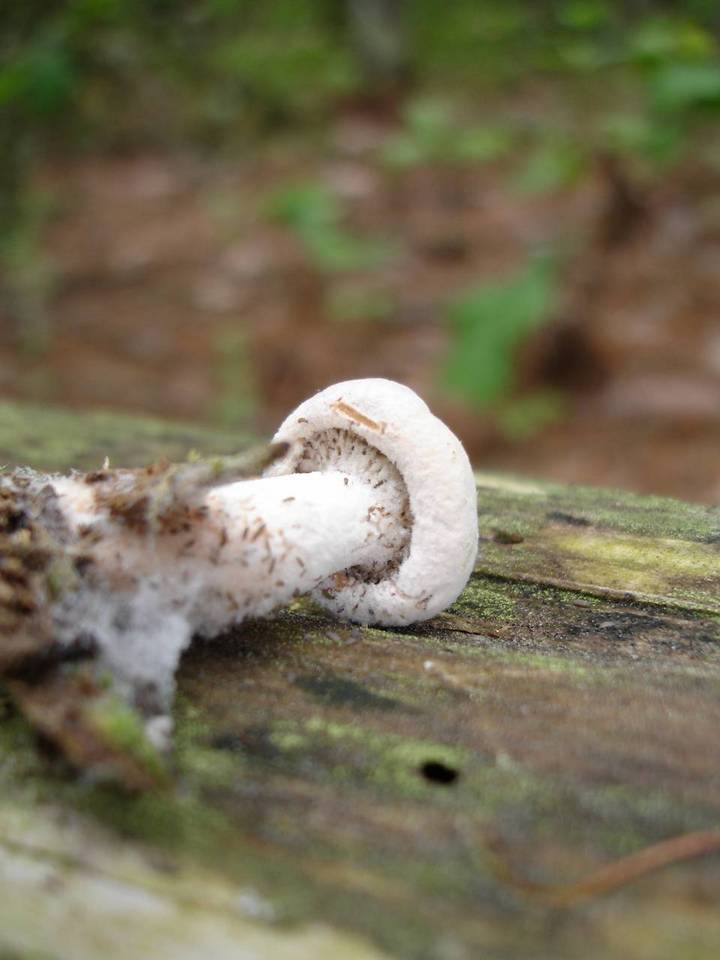 Hypomyces banningiae image