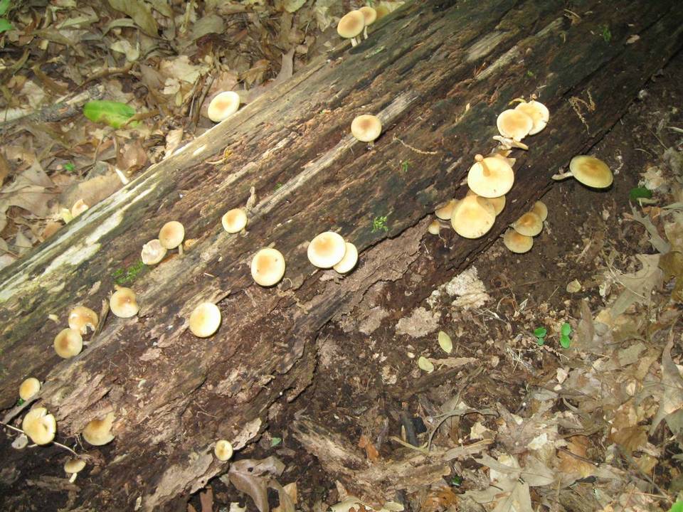Pholiota veris image