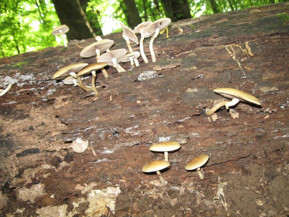 Pholiota veris image