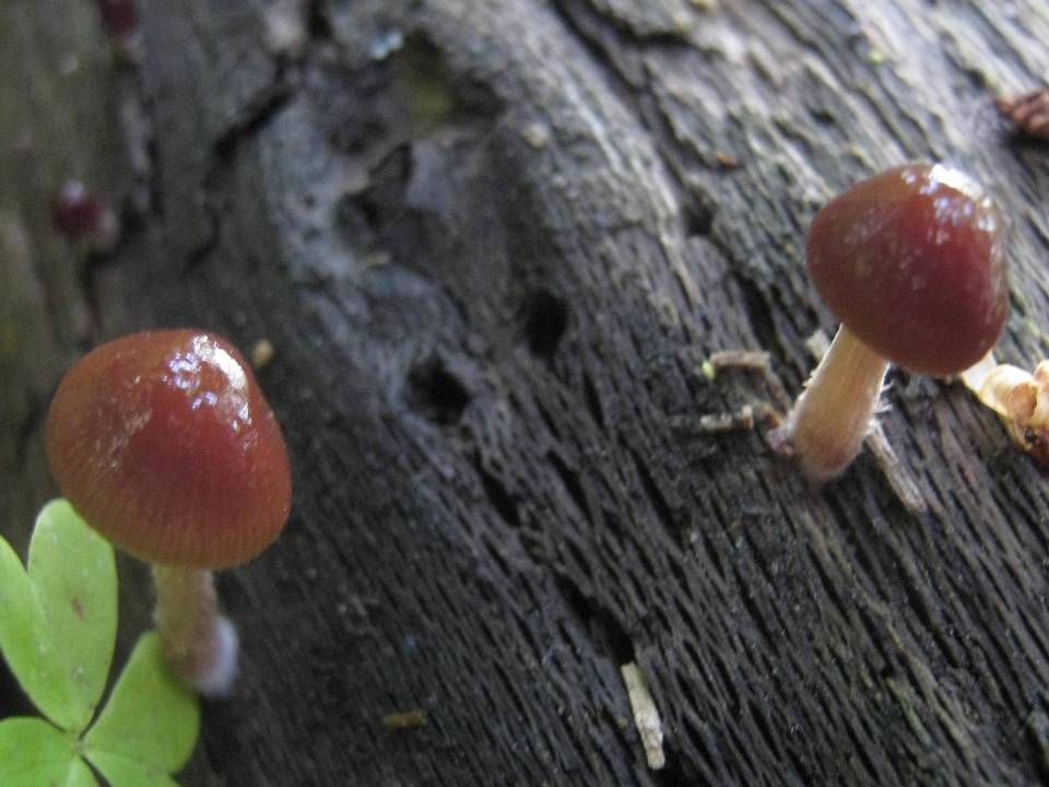 Bolbitius psittacinus image