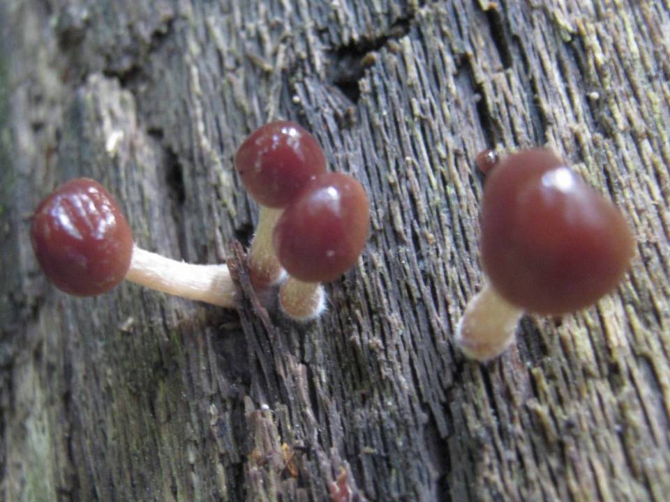 Bolbitius psittacinus image