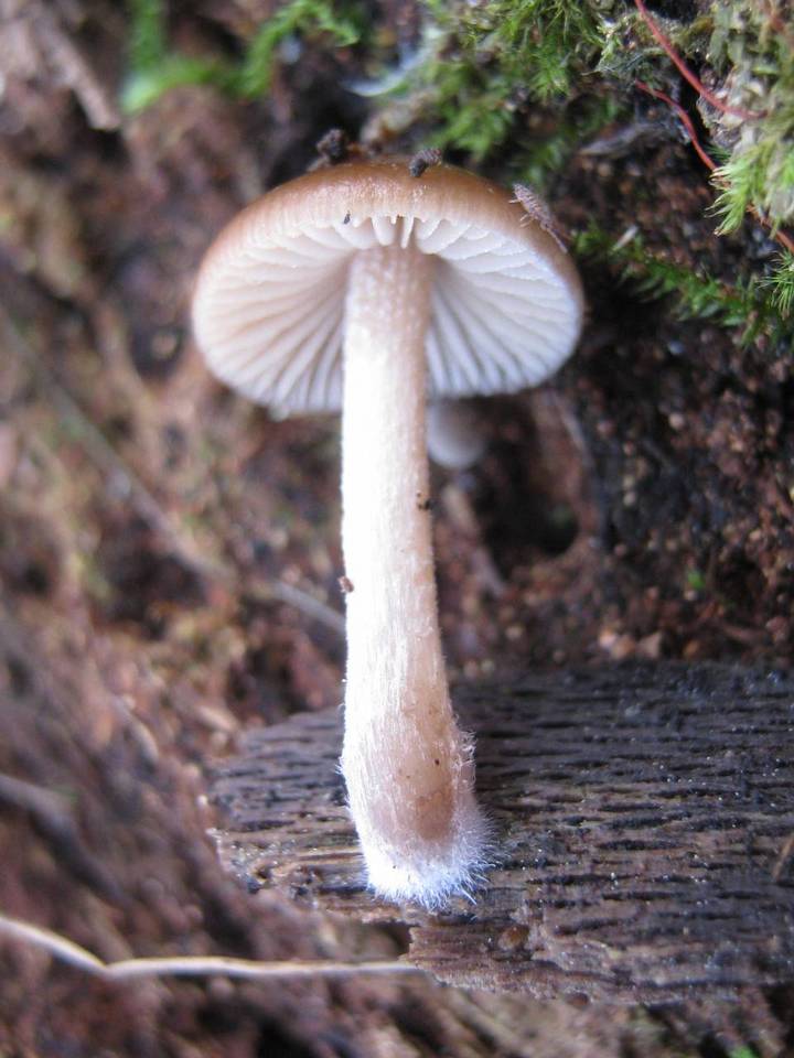 Bolbitius psittacinus image