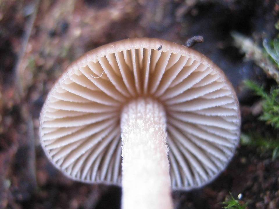 Bolbitius psittacinus image