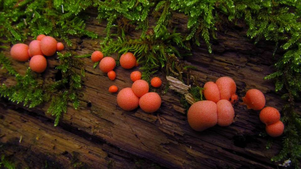 Lycogala image