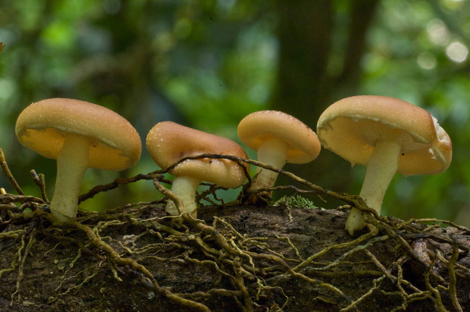 Lentinula lateritia image