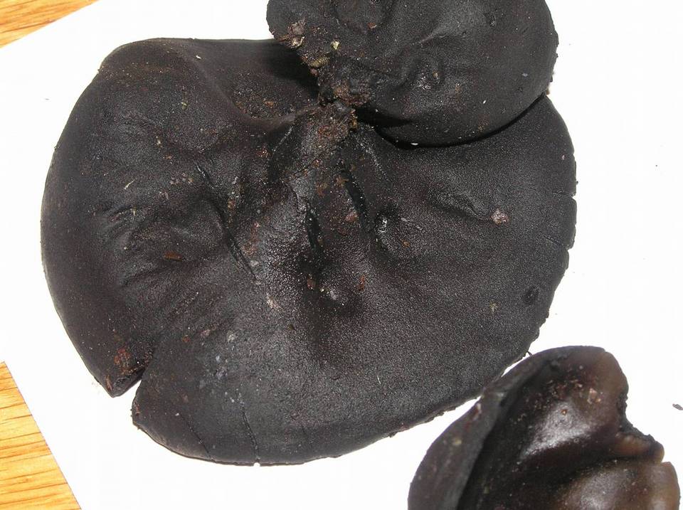 Sarcosoma mexicanum image