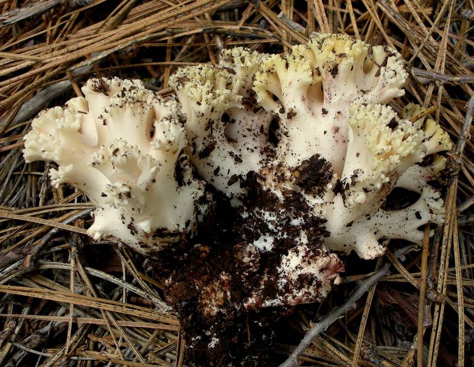Ramaria vinosimaculans image