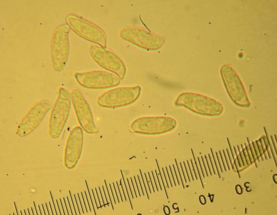 Ramaria vinosimaculans image