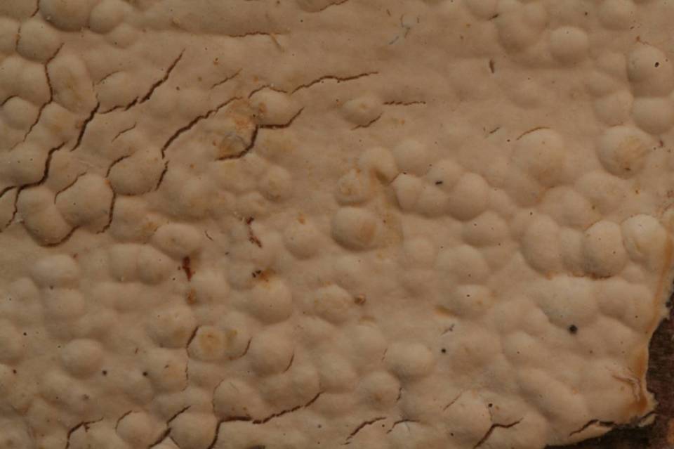 Gloeohypochnicium analogum image