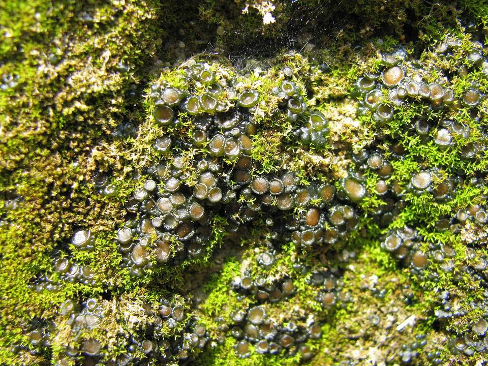 Collema bachmanianum image