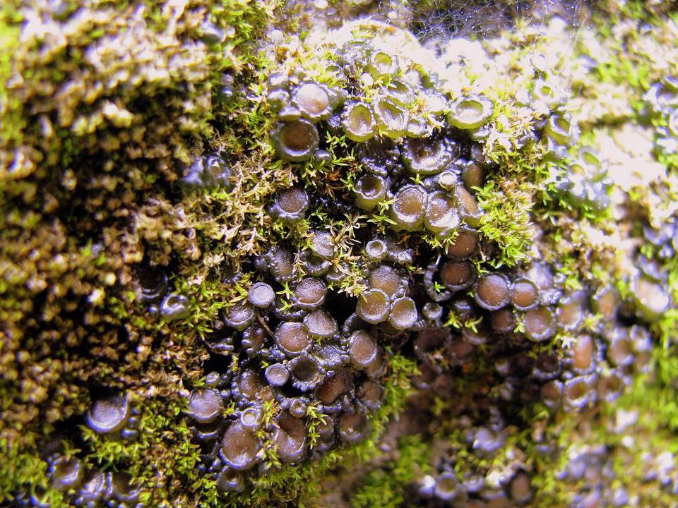 Collema bachmanianum image