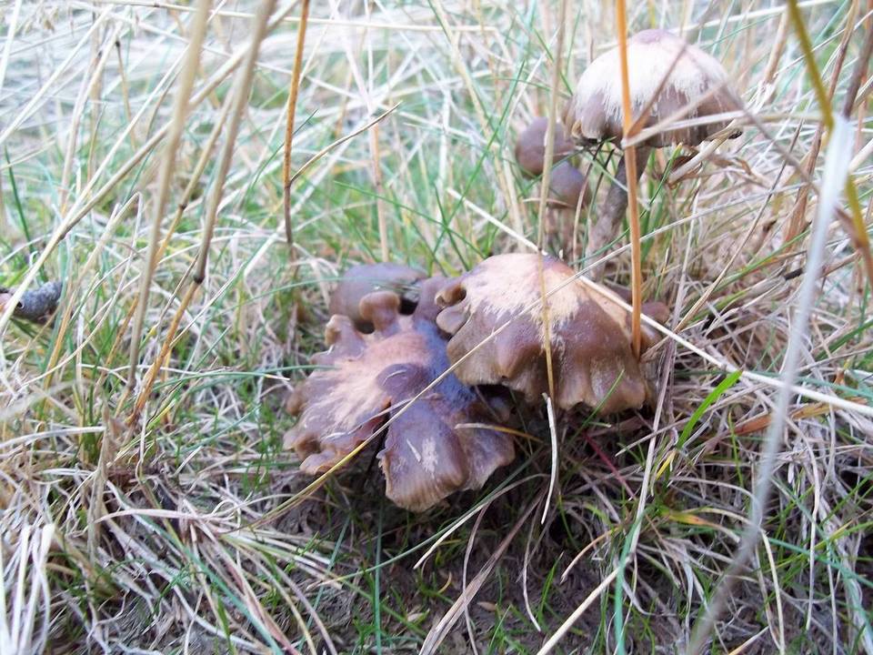 Psilocybe baeocystis image