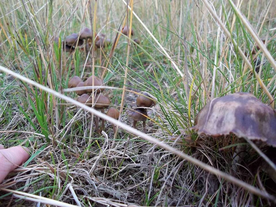 Psilocybe baeocystis image