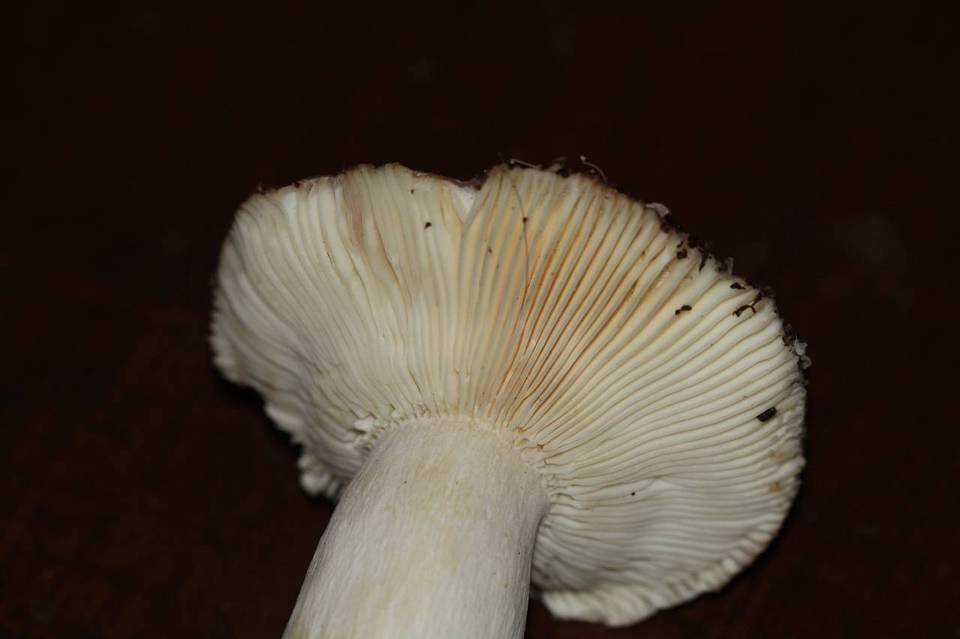 Russula kalimna image