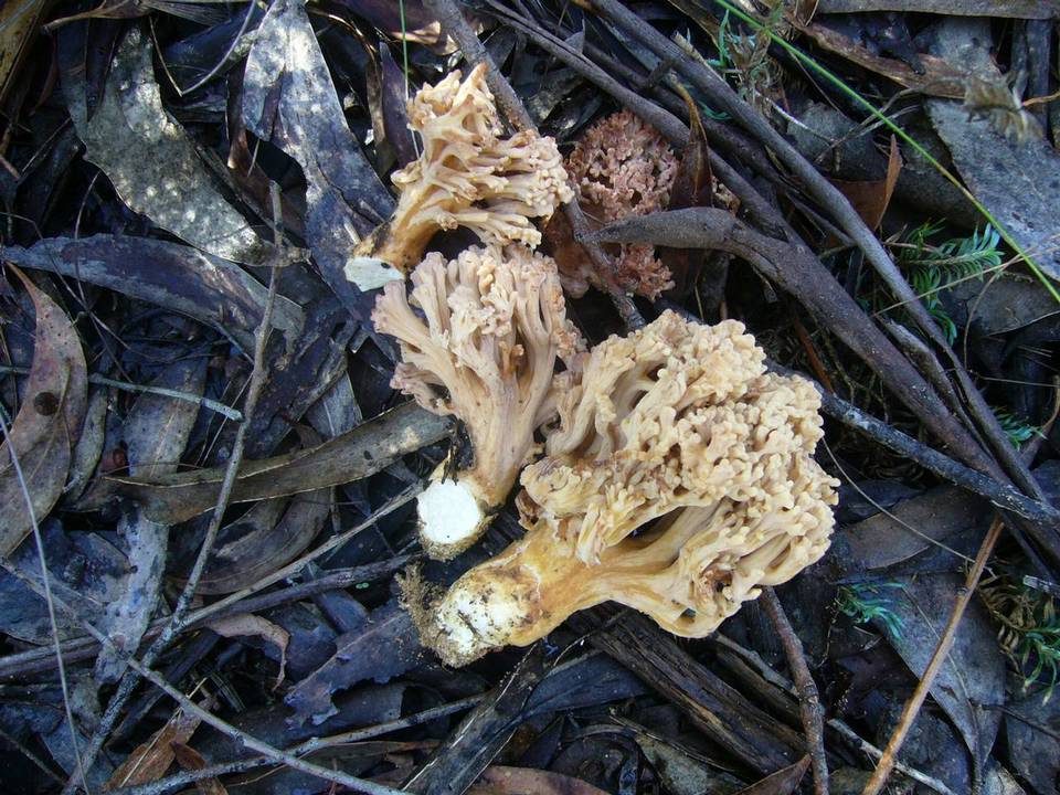 Ramaria holorubella image