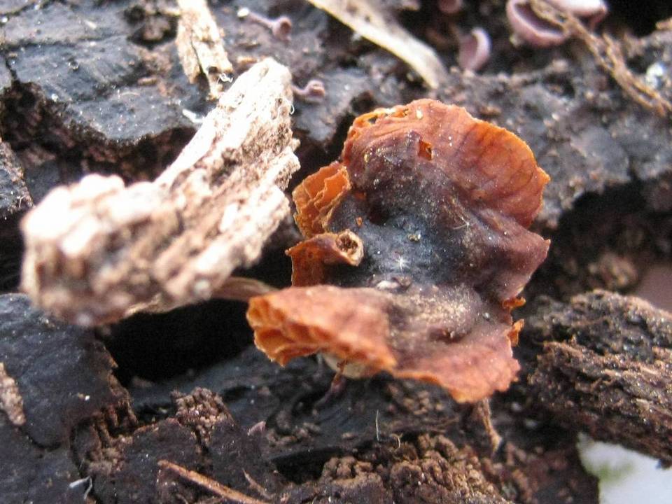 Bolbitius psittacinus image