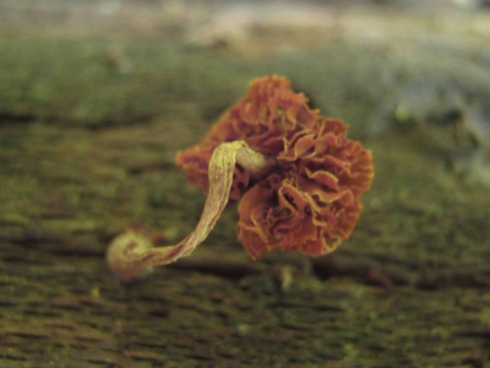 Bolbitius psittacinus image