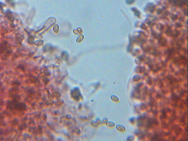 Bolbitius psittacinus image