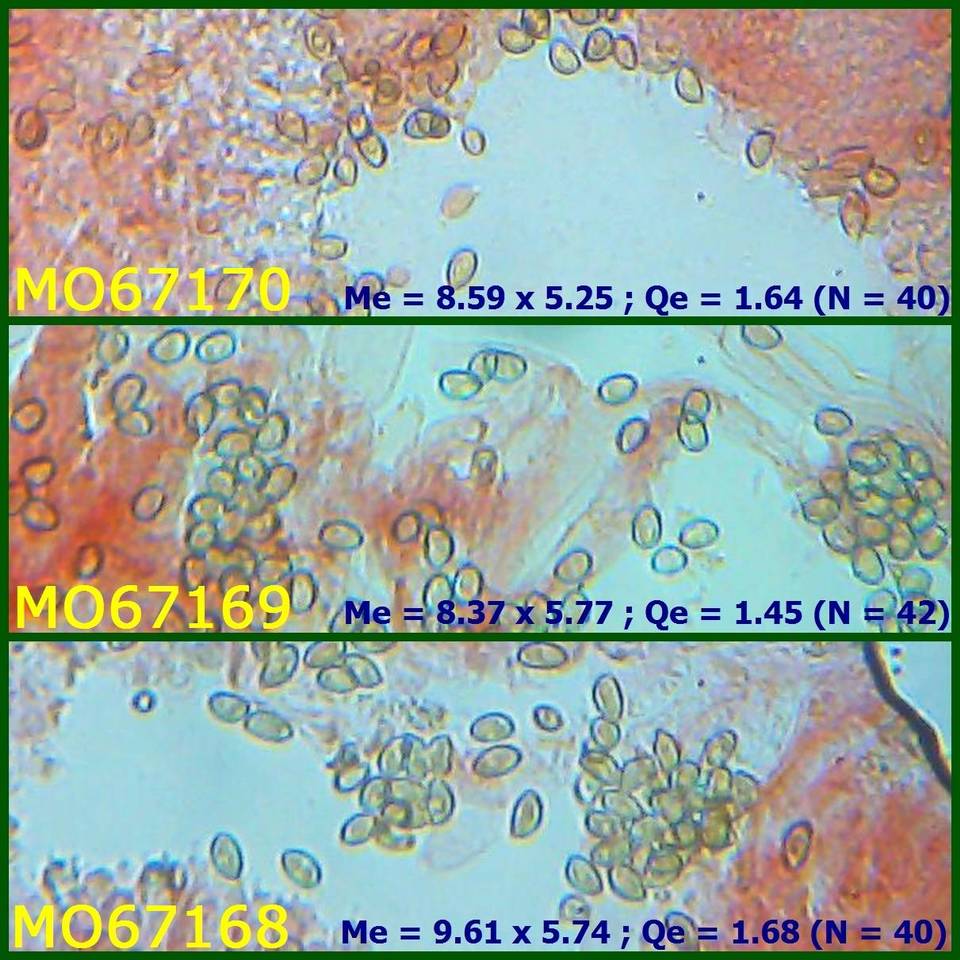 Bolbitius psittacinus image