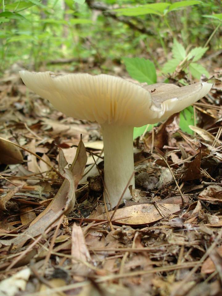 Megacollybia rodmani image