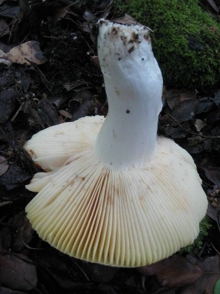 Russula aurea image
