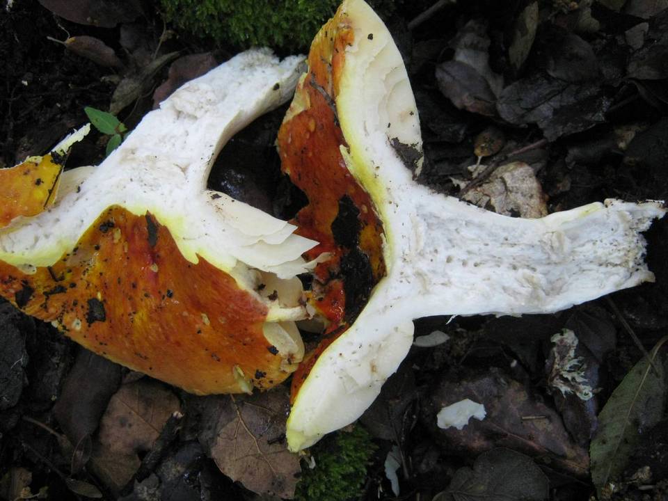 Russula aurea image