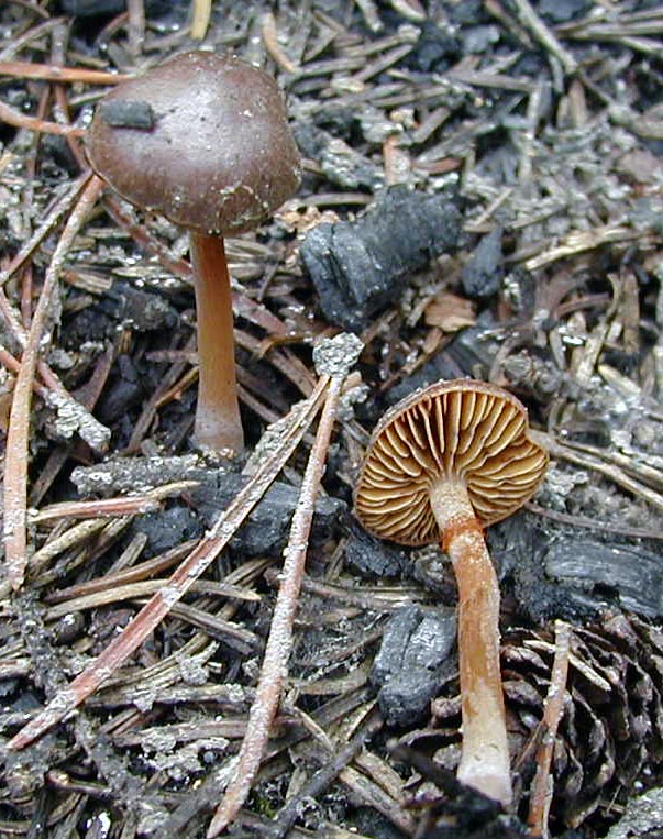 Pachylepyrium carbonicola image
