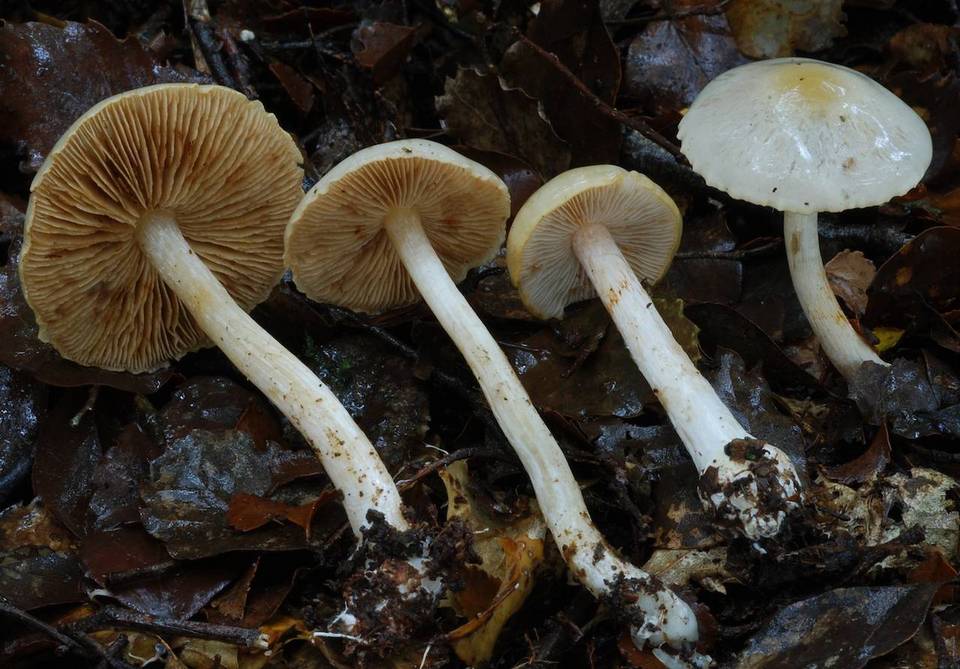 Cortinarius iringa image
