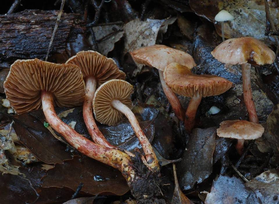 Cortinarius periclymenus image