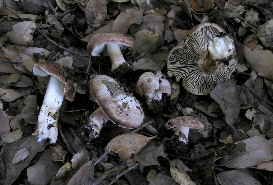 Inocybe brunnescens image