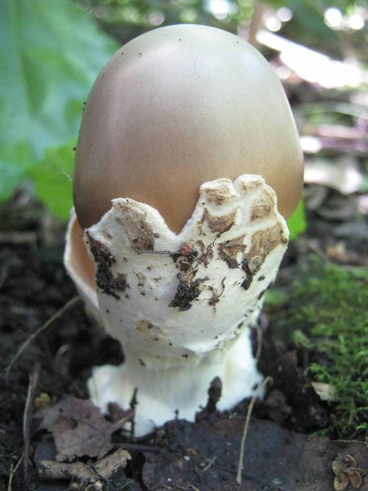 Amanita simulans image