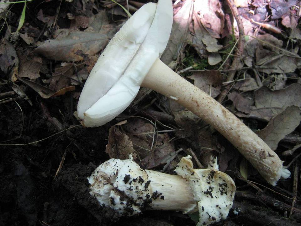 Amanita simulans image