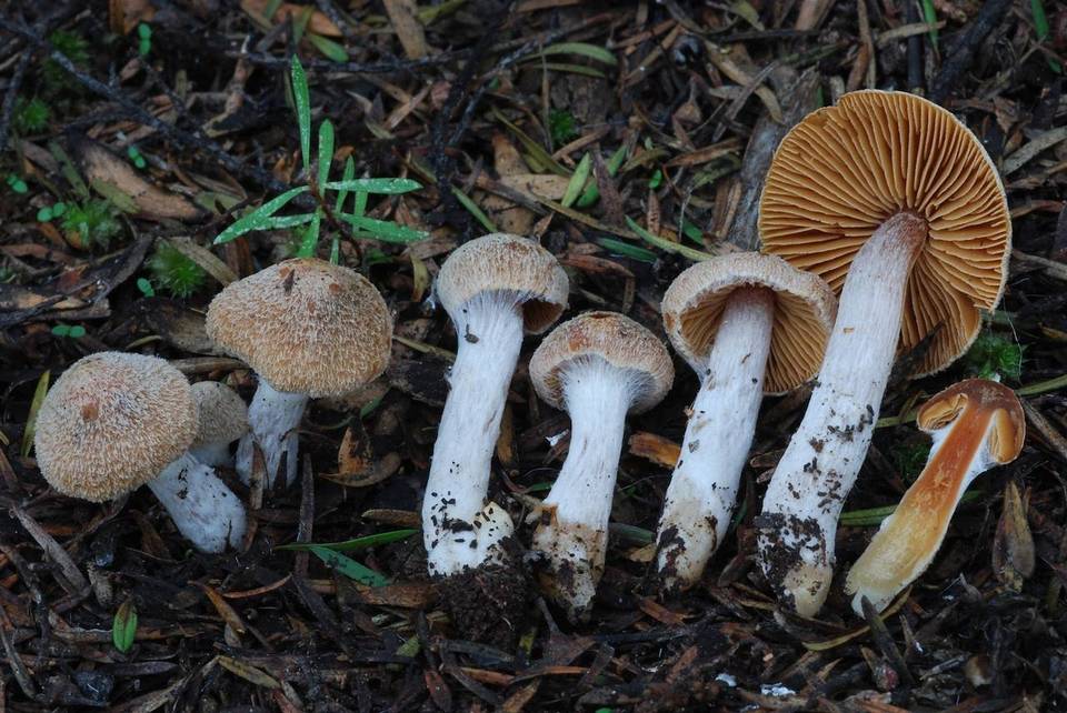 Cortinarius cystidiocatenatus image