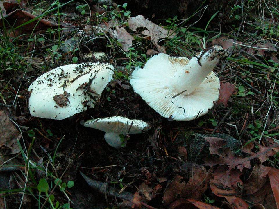 Russula crenulata image