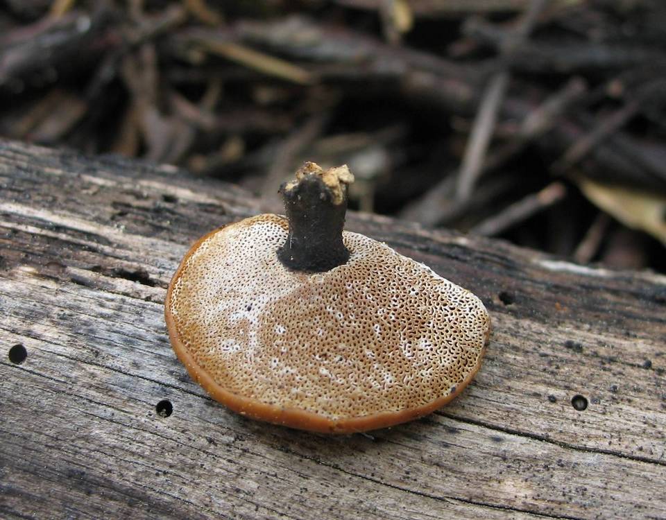Polyporus guianensis image