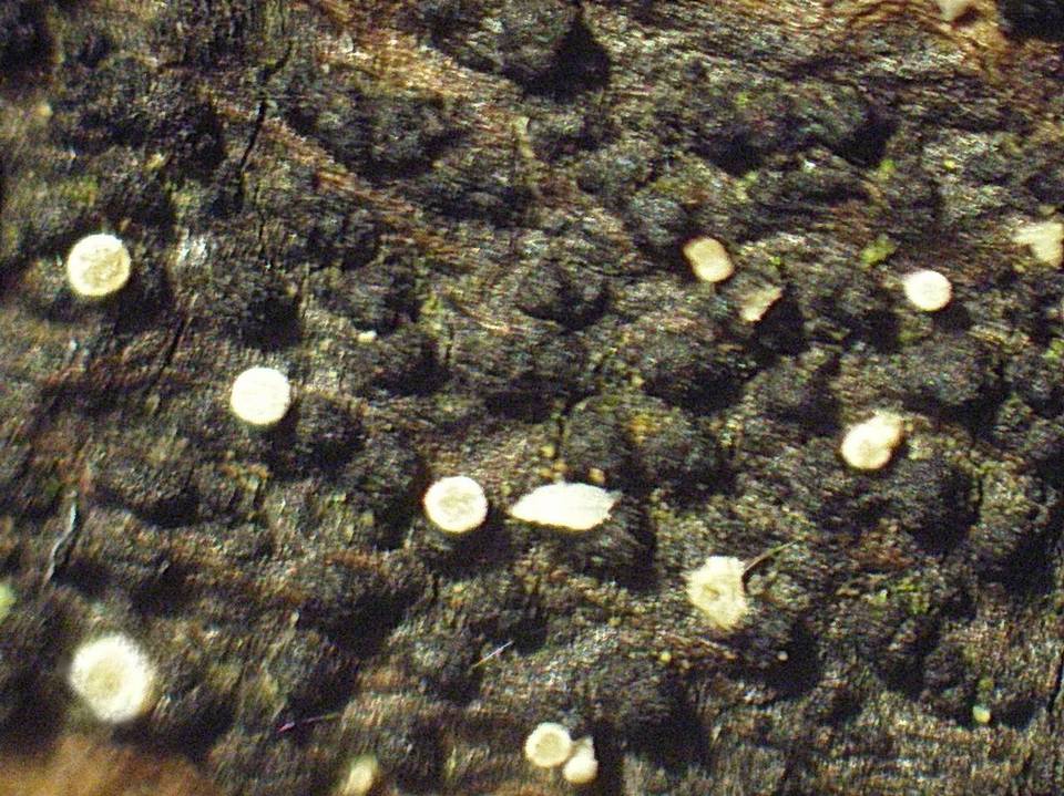 Polydesmia pruinosa image