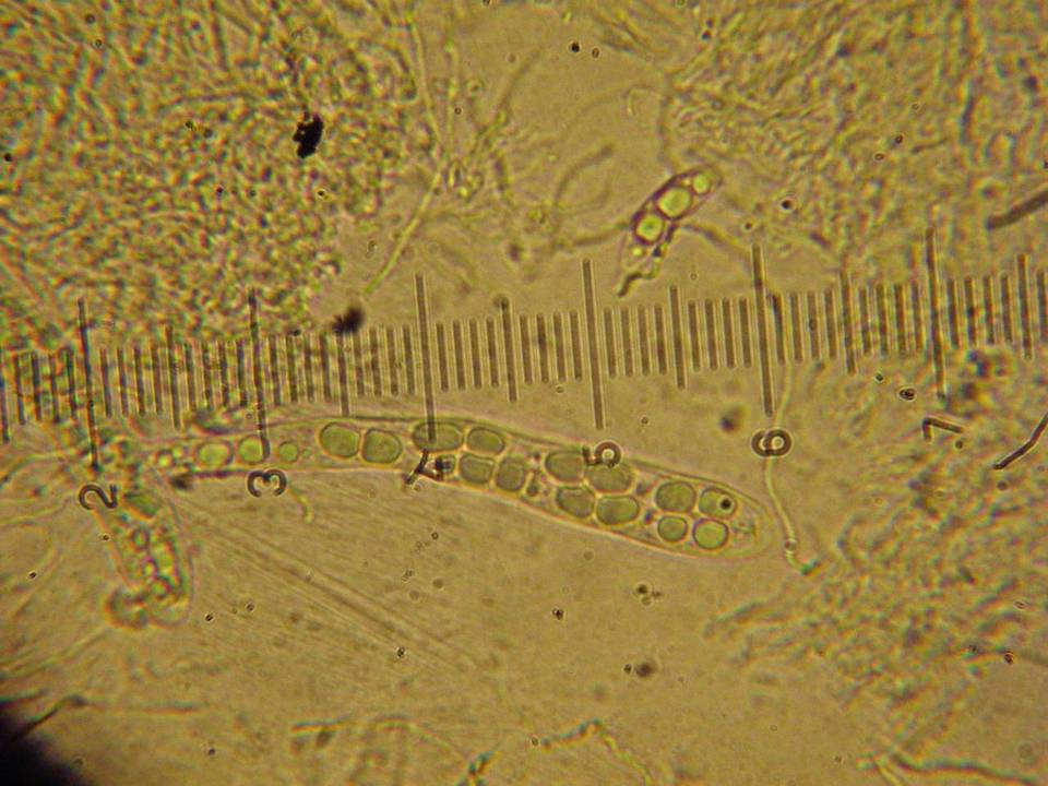 Polydesmia pruinosa image