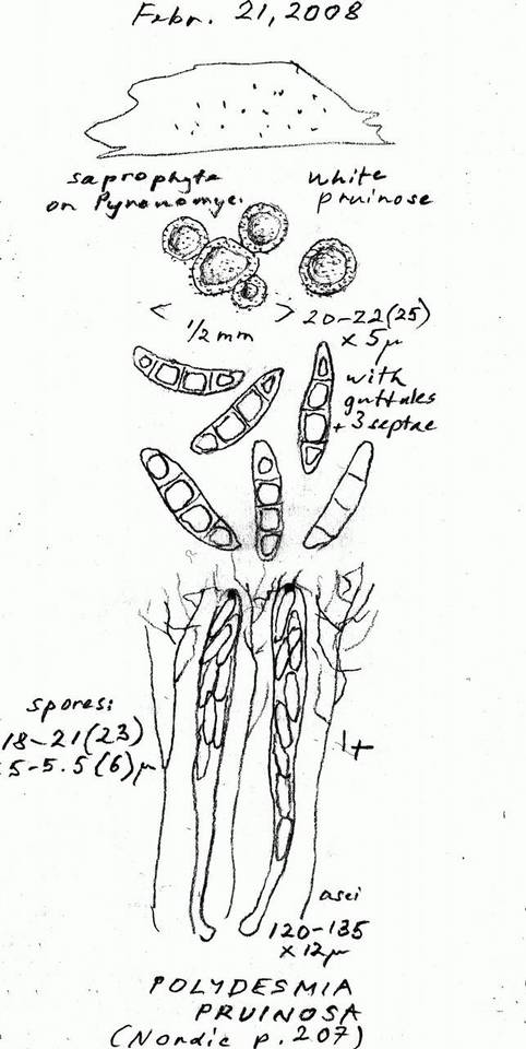 Polydesmia pruinosa image